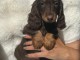 Je donne chiot teckel disponible 