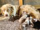 Je donne chiot berger australien 