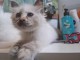 B&eacute;b&eacute; chaton sacr&eacute; de Birmanie pour adoption 