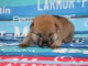 Magnifique chiots Shiba disponible 