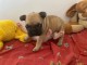 Je donne chiot bouledogue fran&ccedil;ais 
