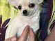 Je donne chiot chihuahua 