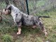 American Bully Pocket &ndash; m&acirc;le et femelle &agrave; vendre