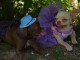 Annonces chiot chihuahua pour adoption 
