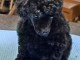 Je donne chiot caniche disponible 