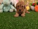 Je donne chiot caniche disponible 