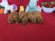 Adoption chiots caniche disponible 