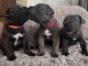 Dons chiots Cane corso disponible 