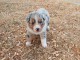 Dons b&eacute;b&eacute; chiot berger australien 