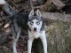 Je donne chiot husky sib&eacute;rien 