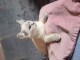 Je donne mon chaton sacr&eacute; de Birmanie 