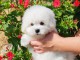 Je donne chiot coton de Tul&eacute;ar 