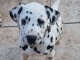 Adoption chiots dalmatien m&acirc;le 