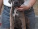 Je donne chiot Cane corso disponible 