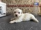 Dons chiots bichon maltais m&acirc;le 