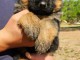 Je donne chiot berger allemand adorable 