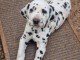 Je donne chiot dalmatien disponible 