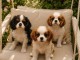 Adoption chiots cavalier king Charles 