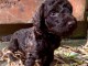 Je donne chiot caniche disponible 