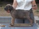Je donne chiot Cane corso disponible 