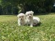 Bichon maltais pour adoption 