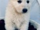 Je donne chiot berger blanc suisse 