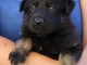 Je donne chiot berger allemand 
