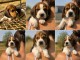 Je donne chiot beagle disponible 