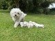 Dons b&eacute;b&eacute; chiot bichon maltais 