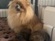 Magnifique chiots spitz allemand 