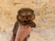 Adorable chiot Spitz allemand 