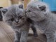 Chatons British Shorthair a donner magnifique 