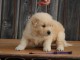 Chiots golden retriever pour adoption 