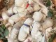 Dons chiots golden retriever 