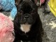 Je donne chiot bouledogue fran&ccedil;ais 