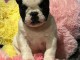 Je donne chiot bouledogue fran&ccedil;ais 