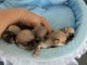 Dons chiots chihuahua pour adoption 