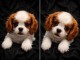 Je donne chiot cavalier king Charles 