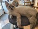 Magnifique chaton Ragdoll femelle &agrave; donner 