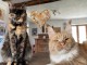 Magnifique chaton Maine coon disponible 
