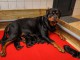 B&eacute;b&eacute; chiot type Rottweiler m&acirc;le et femelle 
