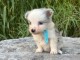 Adorable chiot border collier disponible 