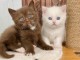 Chatons British Shorthair &agrave; donner 