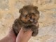 Je donne chiot Spitz allemand disponible 