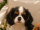 Adoption chiot cavalier king Charles m&acirc;le 