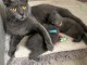 Annonces chaton chartreux disponible 