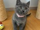 Je donne mon chaton chartreux m&acirc;le 