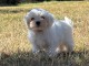chiot bichon maltais &agrave; place urgent 