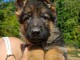 Je donne chiot berger allemand femelle 