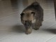 Magnifique chiots spitz allemand disponible 